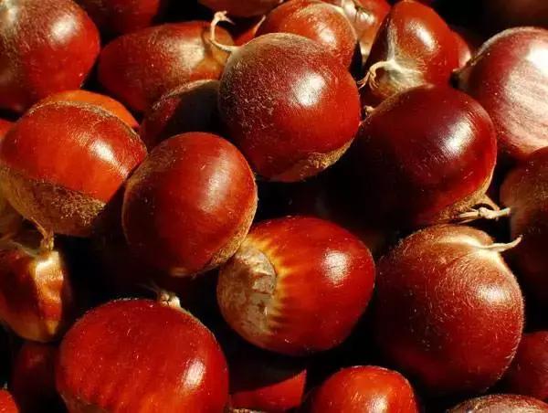 金秋采摘正当时!山东这十种田间美味错过再等一年!