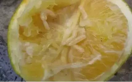 柑橘害虫的防治方法,种植柑橘需要防治哪些害虫