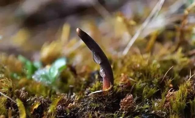 贵州虫草真虫草和伪虫草区别,西藏虫草跟青海虫草四川虫草辨别