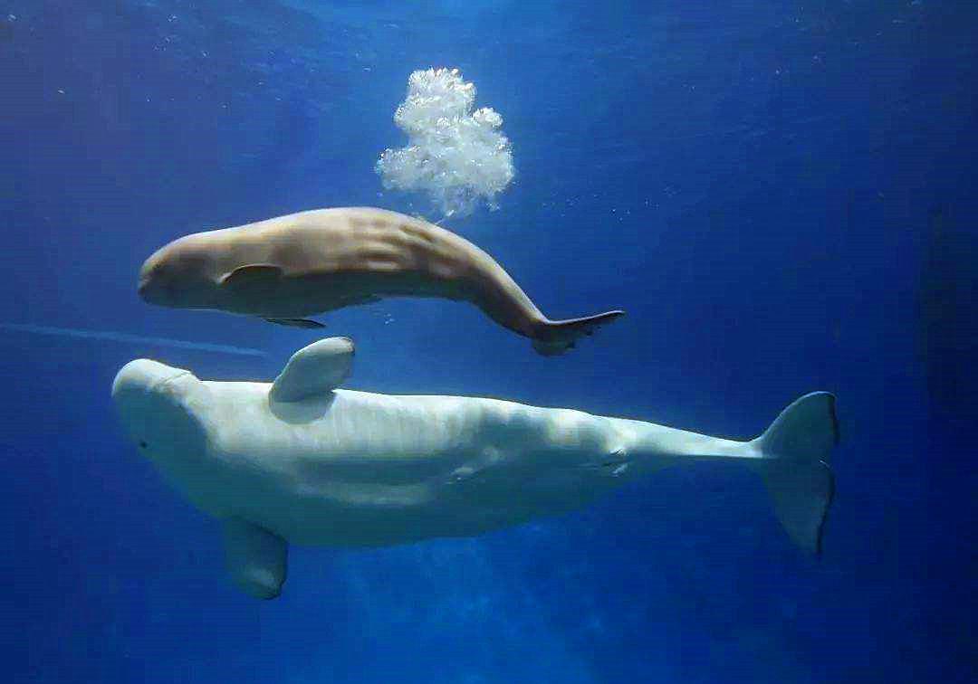 鲸是如何吃奶的,鲸鱼怎么哺乳的动画