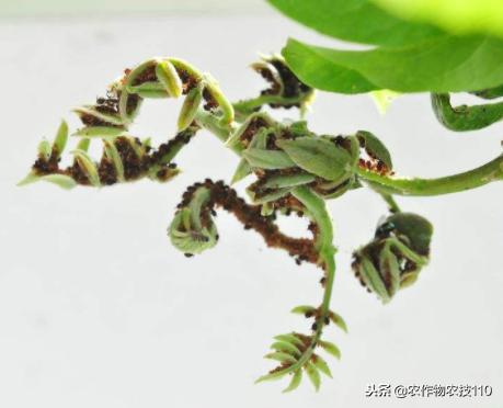 红小豆最佳种植方法小妙招,红小豆高产种植技术