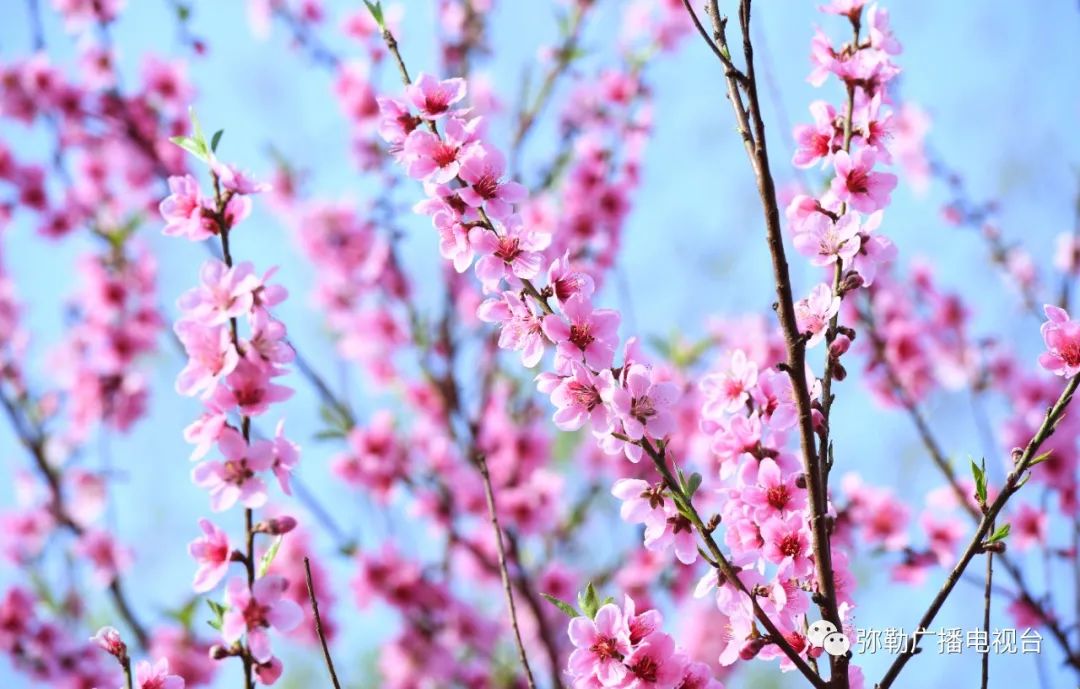 三月弥勒什么地方可以赏花,弥勒3月赏花攻略