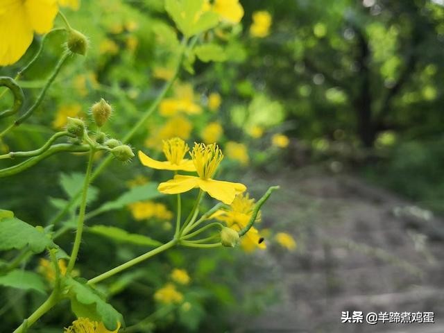 游玩北京香山公园之行,7月的北京香山公园图片