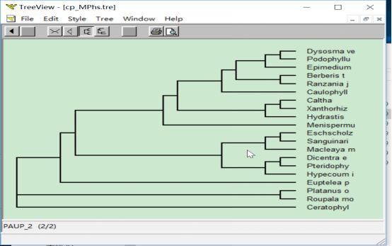 手把手教你构建漂亮的进化树,系统进化树怎么调试节点