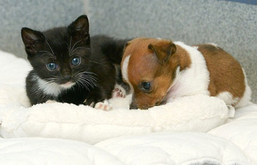 天天跟铲屎官打架的猫,猫和狗天天吵能和好吗