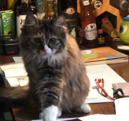 捡到一只流浪猫眼睛烂了怎么办,捡了一只生病的小奶猫