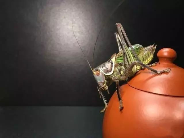 不是百日虫吗？为什么我的蝈蝈6天就挂了