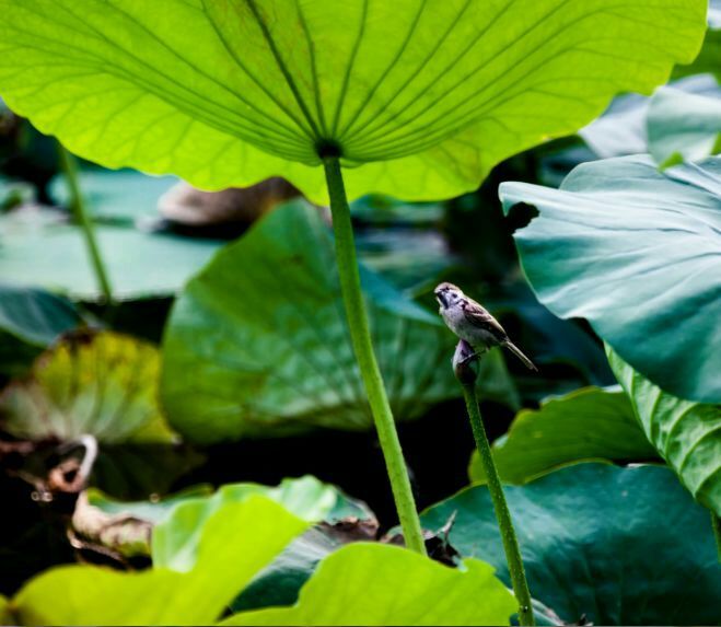 荷叶田田垂柳依依,荷叶田田杨柳依依