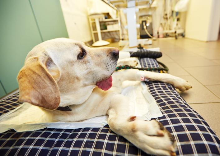 犬骨髓炎症状是什么,犬骨髓炎