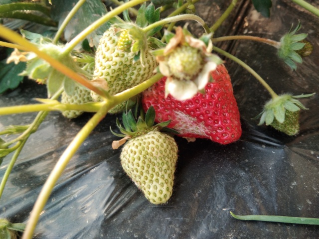 草莓白粉严重怎么治,草莓粉霉病