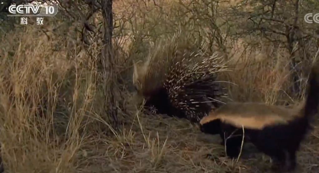 你们吃的野味蜜獾，居然是称霸非洲的平头哥