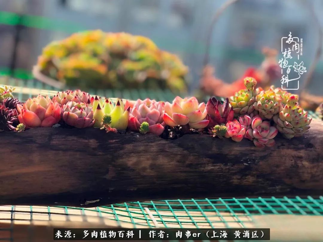 怎么用原相机拍多肉更好看,多肉怎么拍摄好看