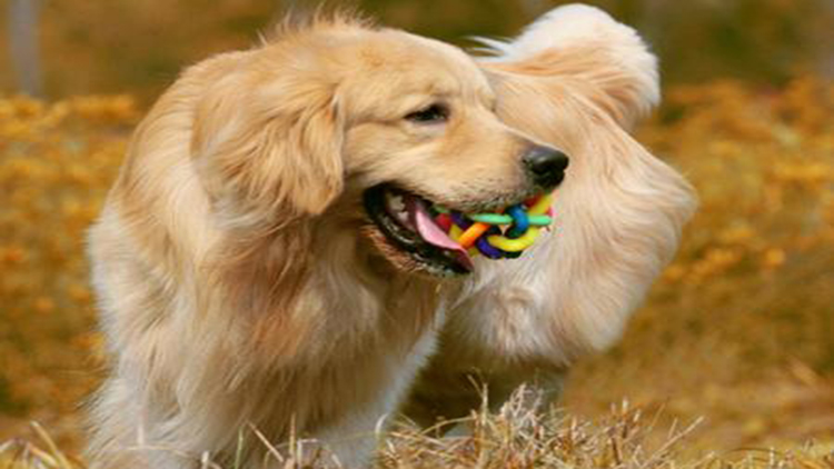 拥有这5个特征的狗狗很难养熟,拥有一只金毛犬是怎样的体验