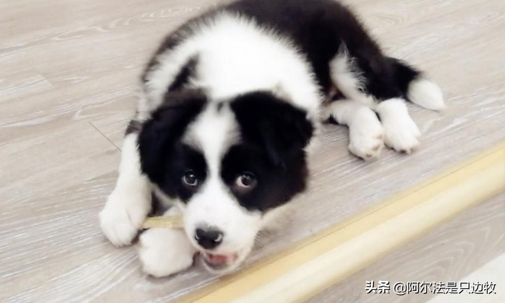 狗狗为什么把骨头藏起来,狗狗把骨头藏起来能不能扔