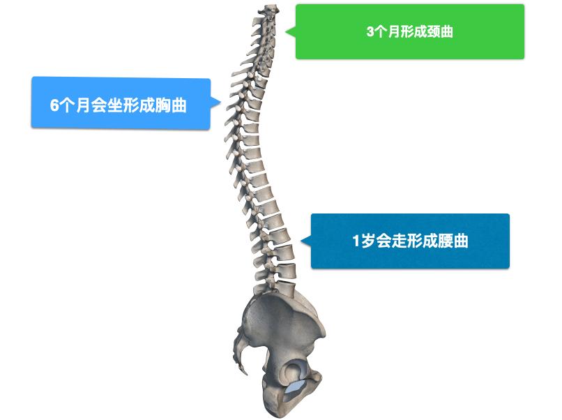 你的坐姿十有八九有问题，肩膀、背部酸痛？教你几招来缓解