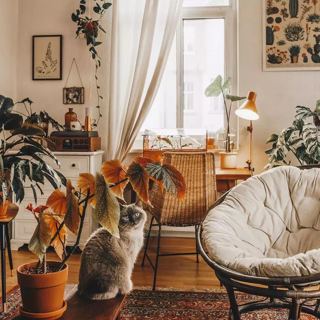 对猫咪无害的绿植花卉,猫咪禁忌养的植物