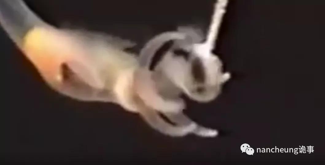 深海迷航第49天神秘生物,深海海底神秘的10种生物