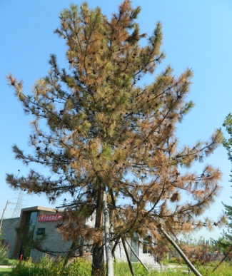 蛀干类害虫数据处理方式,树干小蠹虫如何防治