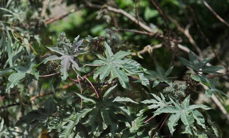 25种常见有毒的花草树木,警惕50种有毒植物