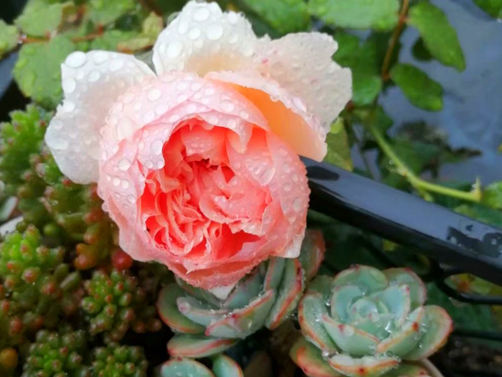 花卉黄叶病的治疗方法,花草有黄叶斑点问题