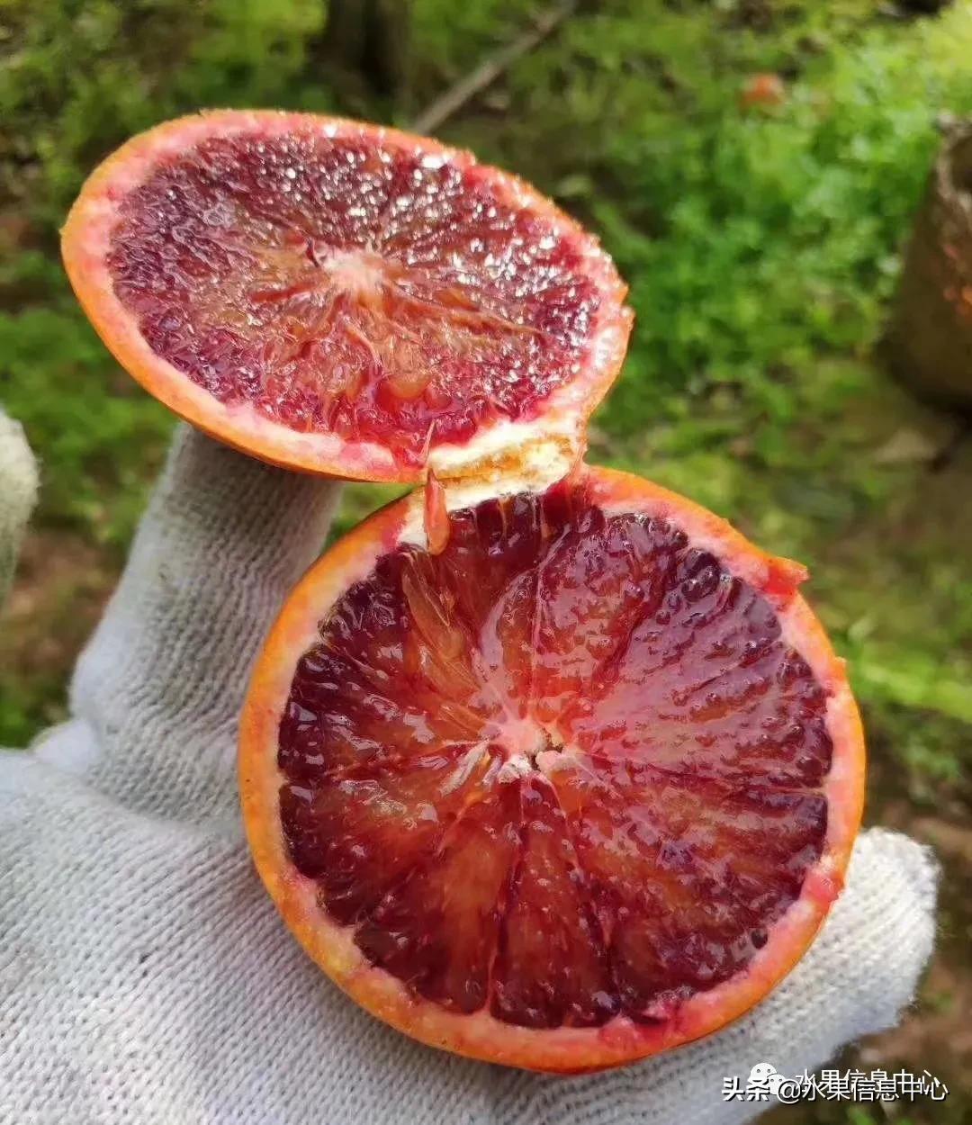 最好的橙子产地在哪里,中国橙子产地排名