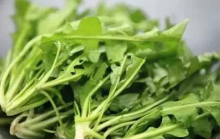 自制蒲公英茶是老的好还是嫩的好,自制蒲公英茶和买的有什么区别