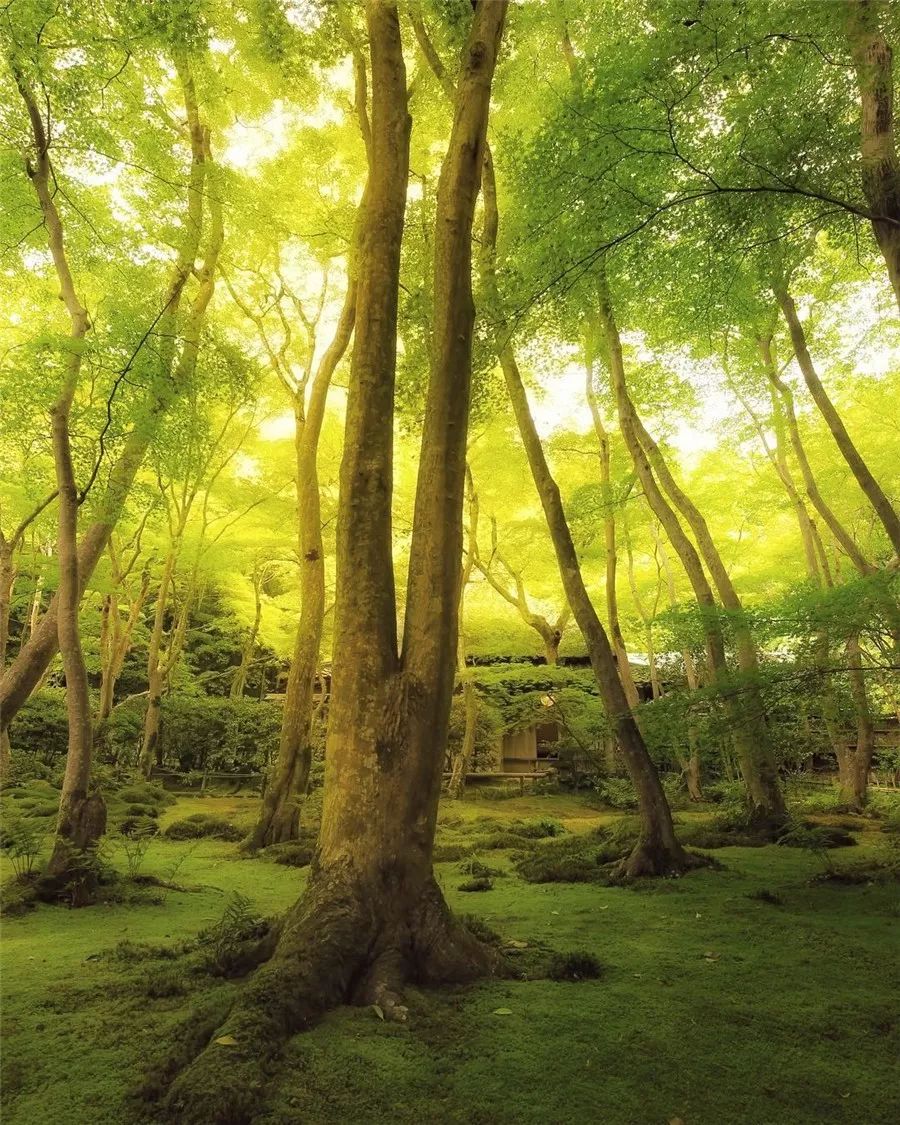 鍥涘缇庢爲,鐢板洯缇庢爲