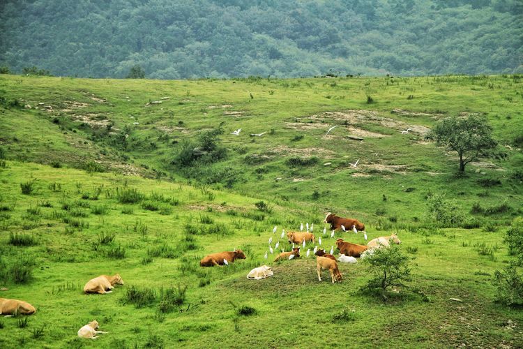 瀹夊窘鐨勫懠浼﹁礉灏斿ぇ鑽夊師,鍛间鸡璐濆皵澶ц崏鍘熻繙涓嶈繙