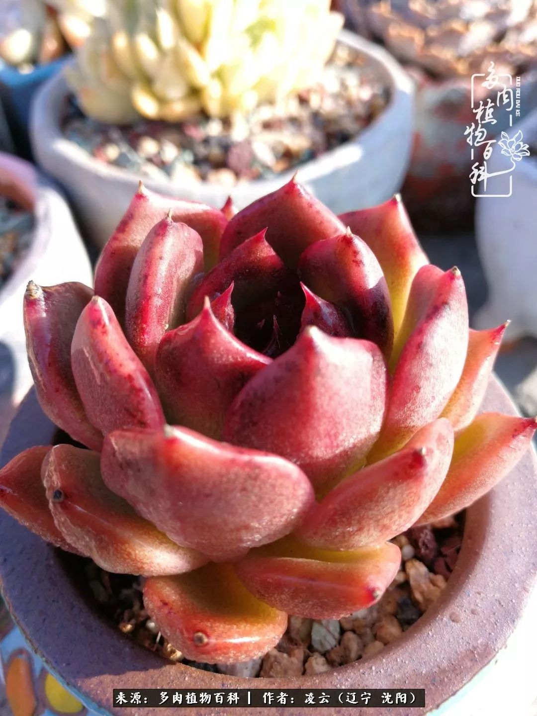 秋闲赏多肉,话育儿,亲生的自家娃,总有一刻让你怦然心动