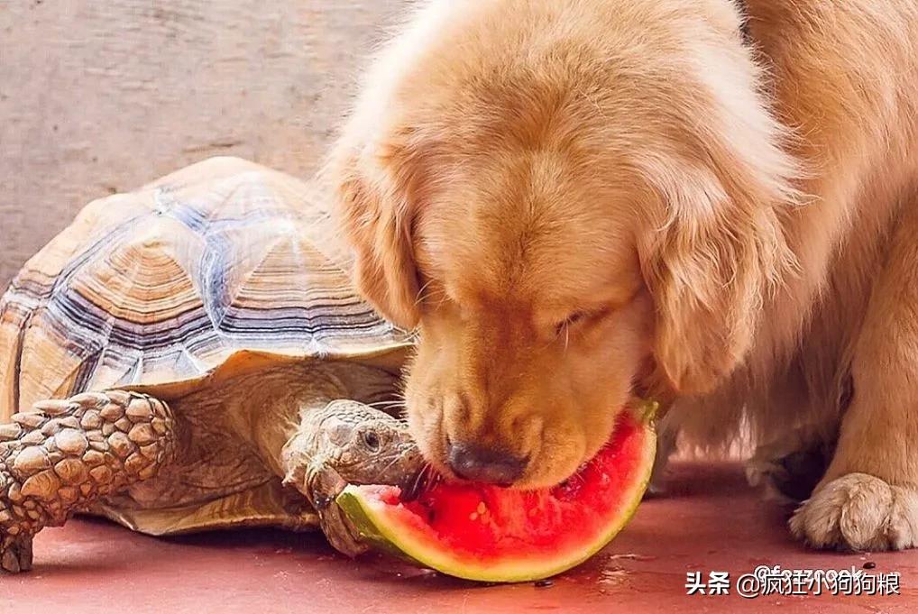 主*欲人**养大王八，金毛一脸不悦：这玩意怎么相处？