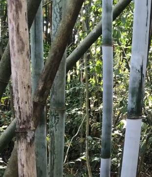 竹子上长出的“面粉”，是天然除虫剂深受农民喜欢，还可以做药引