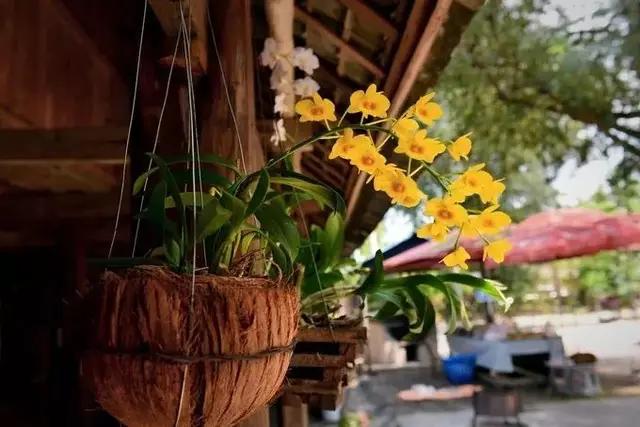 南京的春天,南京的春天视频