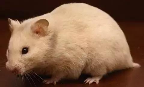 仓鼠种类大仓鼠,仓鼠的详细资料仓鼠的种类