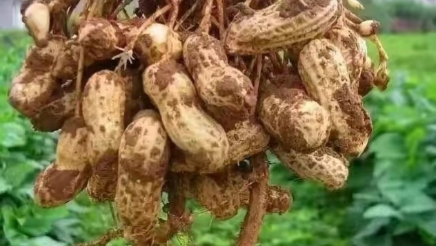 花生怎么防止黄曲霉菌发生,花生黄曲霉病防治