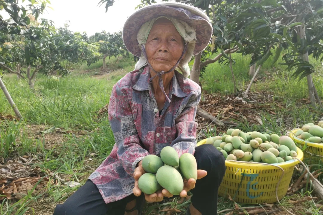 疫情严重果农沙糖桔卖不出去,疫情防控造成红薯滞销