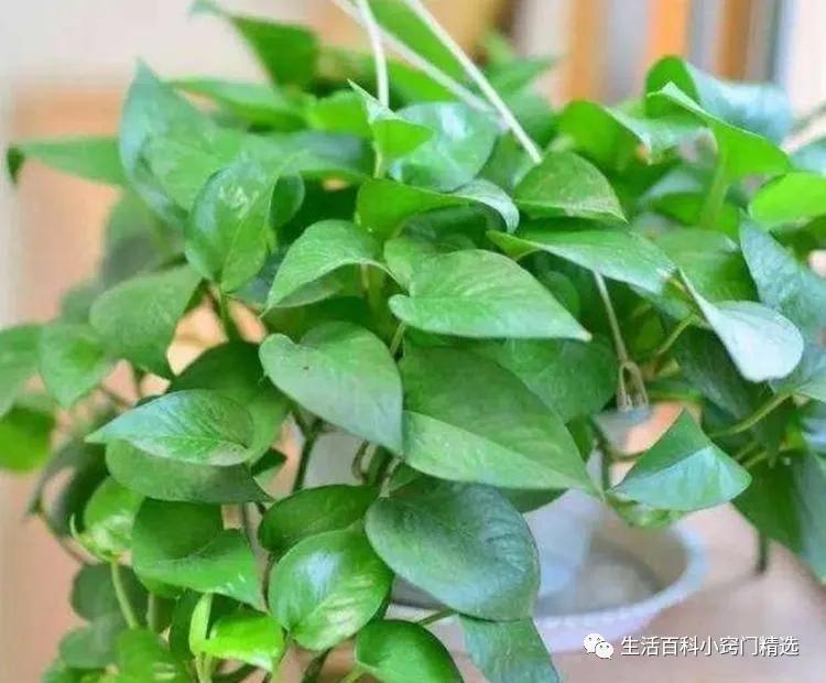 绿萝怎么养长得快不黄叶子不烂根,绿萝怎么养才能不长黄叶更旺盛