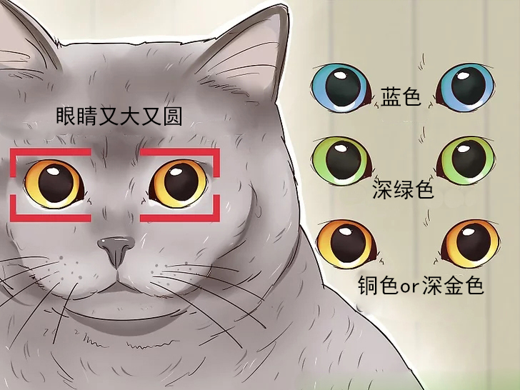 英国短毛猫银渐层如何判断纯种,英国短毛猫怎么看是不是纯种