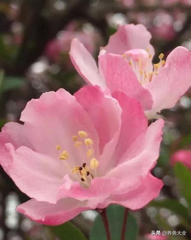 一至十二月的花期,12月到2月份的花期