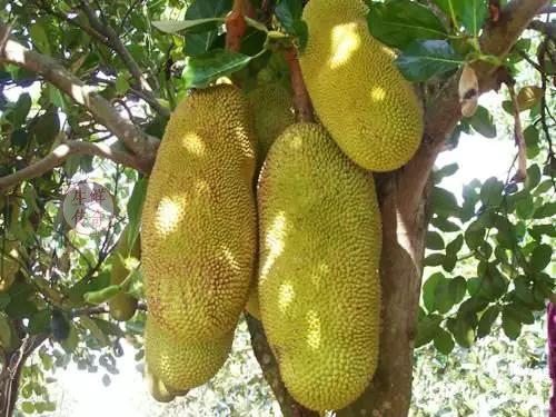 海南必吃十种水果图片名称,海南水果品种大全排名