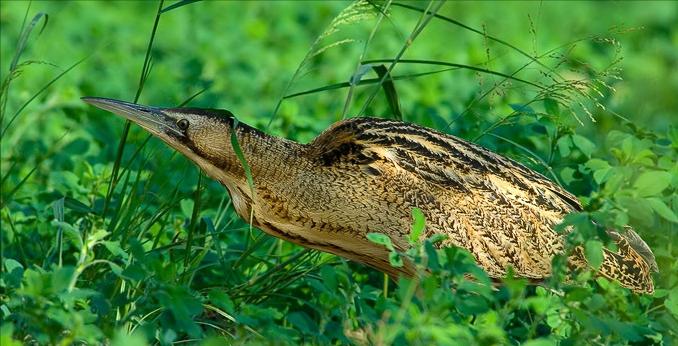 广东常见鸟类图谱图文,广东常见鸟类图谱