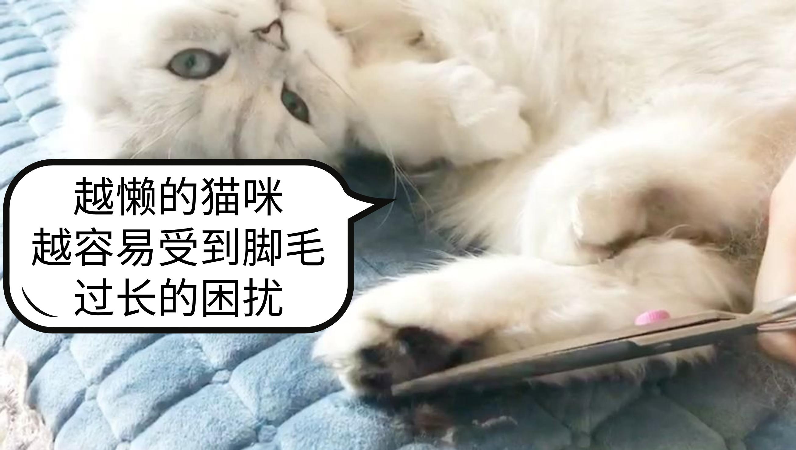 猫咪的脚毛怎么处理,猫咪脚毛为什么要剪