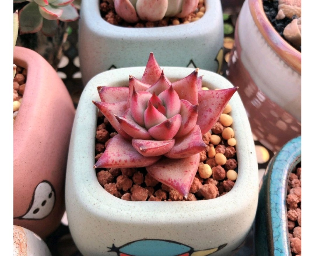 多肉爱长草怎么办,多肉爱火怎么养