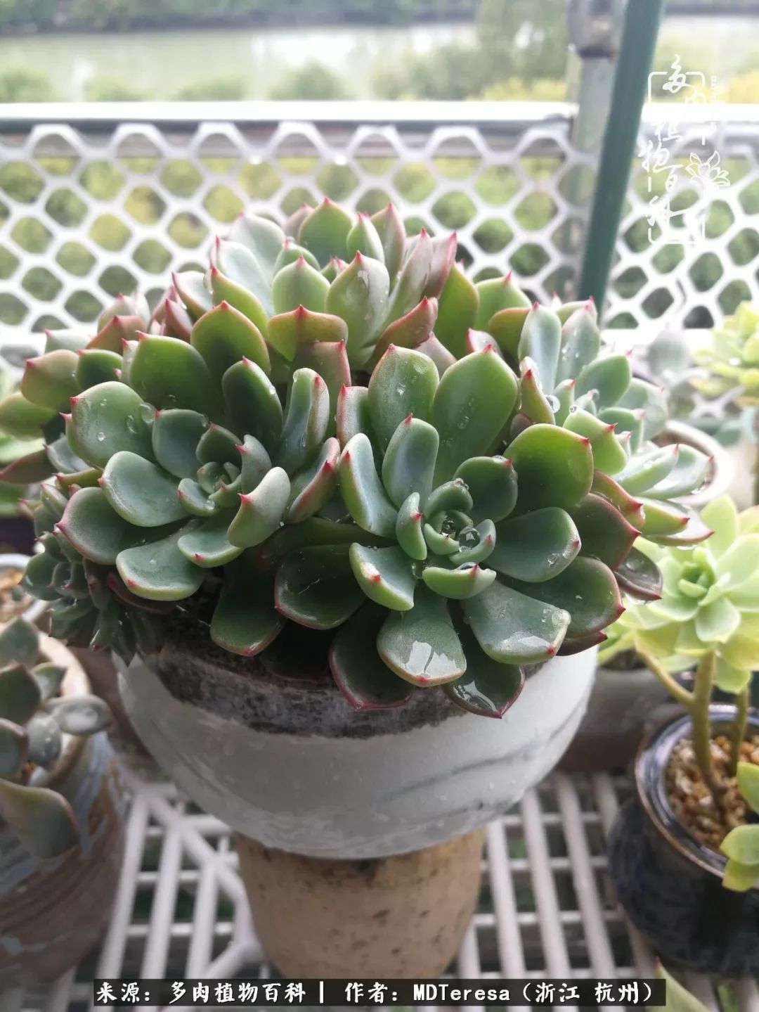 养好能养好的才是王道！期待多肉们的华丽转身