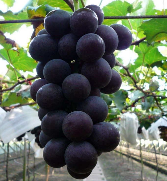 辽宁葫芦岛特产有哪些,辽宁特产有哪些值得带去的