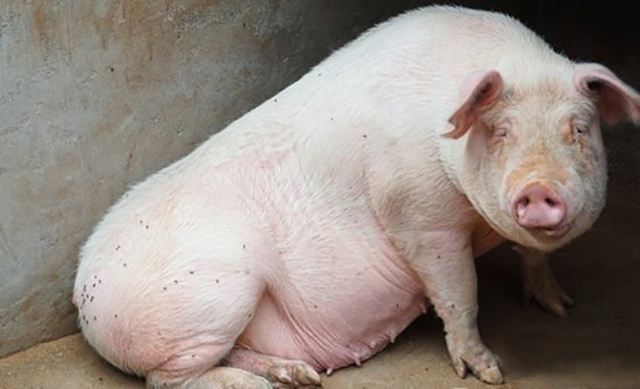 涓翠骇姣嶇尓绠＄悊,涓翠骇姣嶇尓绠＄悊鏂规硶