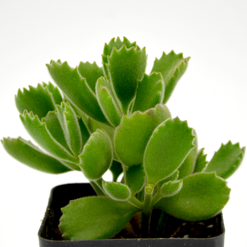 室内耐阴多肉植物推荐,多肉植物耐阴吗