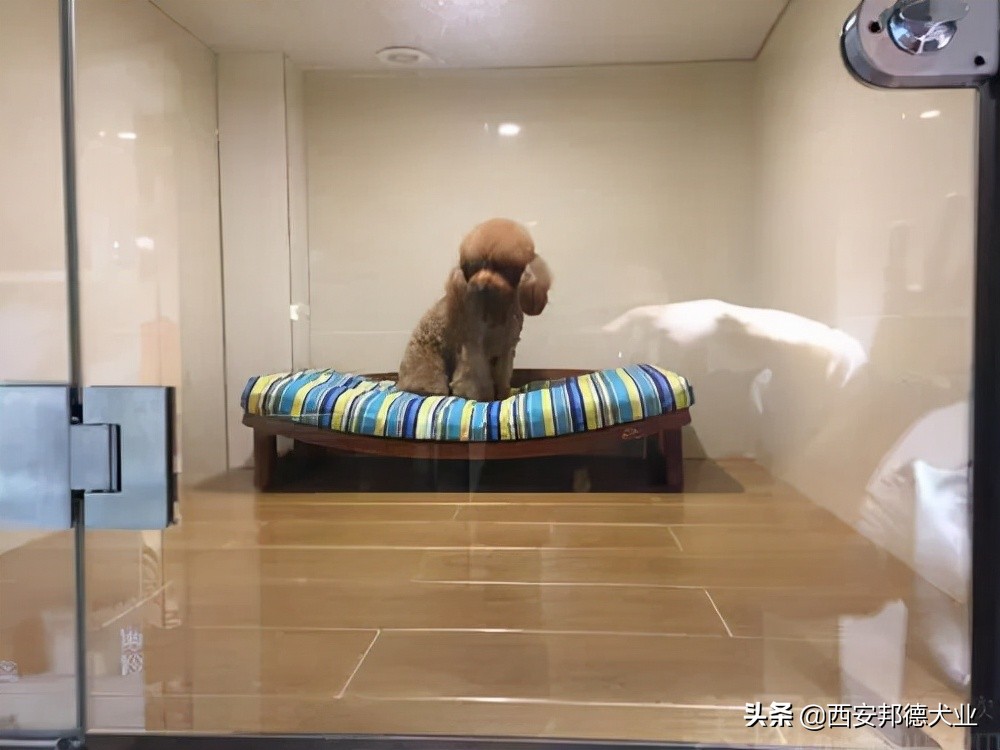 宠物训练学园,宠物训练营学校