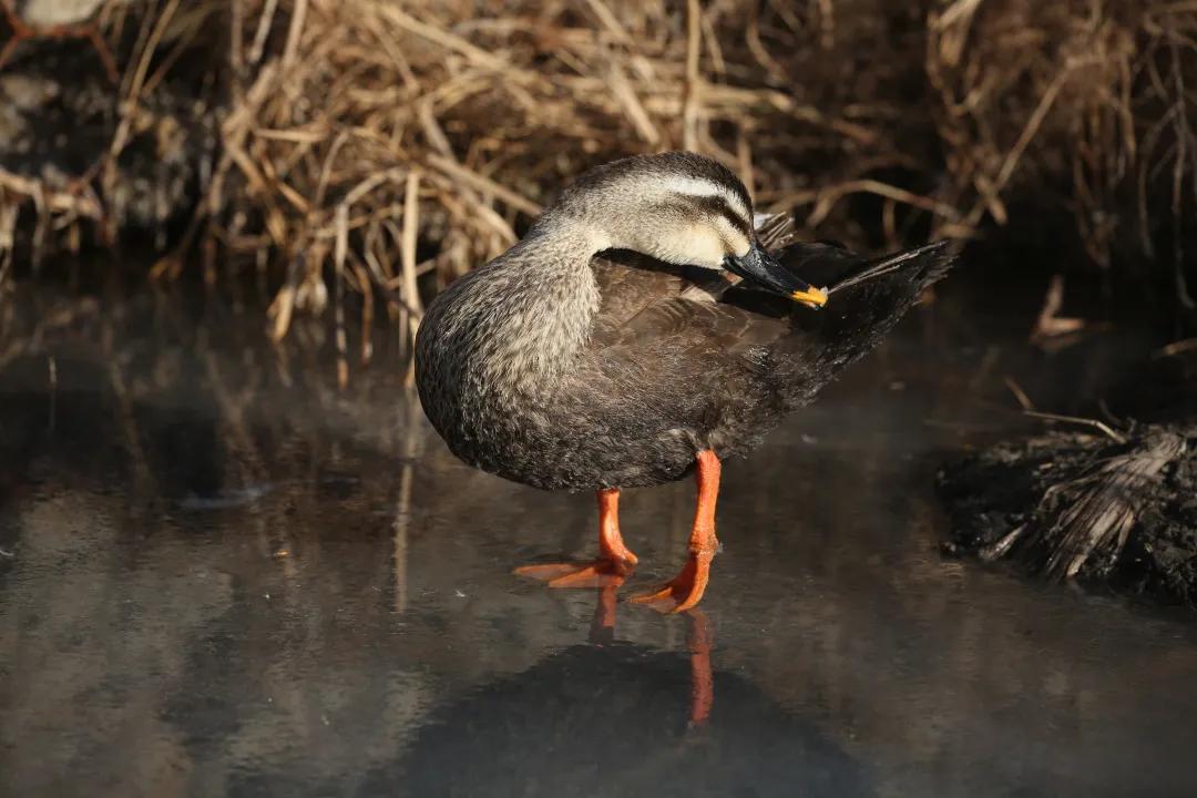 涂上黄色的“润唇膏”,TA就是野鸭中最靓的仔