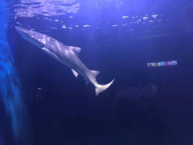 白鹿仓欢迎大家来白鹿仓观看直播,白鹿仓冰雪海洋旅游