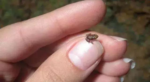 世界十大不寻常宠物,全球最稀有的宠物